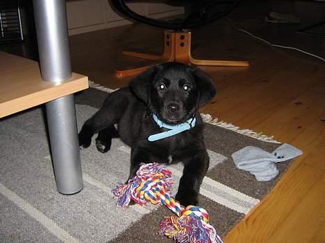 Blanding af racer Anker - I stort legehumør billede 3