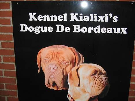 Dogue de bordeaux Desteny billede 10