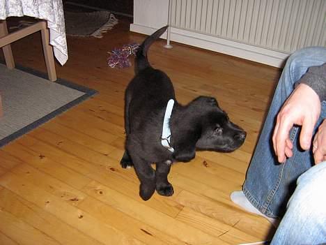 Blanding af racer Anker - Nus med mig!!!! billede 4