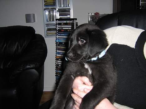 Blanding af racer Anker - Er jeg ikke bare sød..?? billede 5