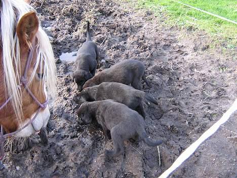 Blanding af racer Anker - Hele søskendeflokken nyder en tår vand sammen med hesten. billede 6