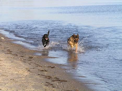 Schæferhund Freja  billede 15