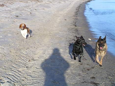Schæferhund Freja  billede 16