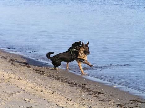 Schæferhund Freja  billede 17