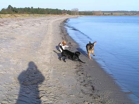 Schæferhund Freja  billede 18