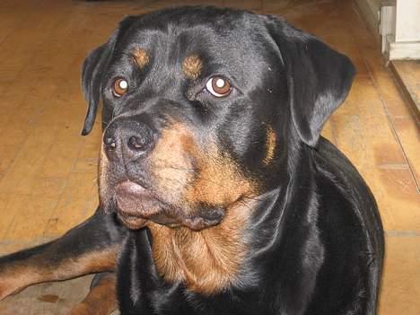 Rottweiler tyson billede 1