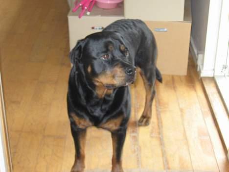 Rottweiler tyson billede 2