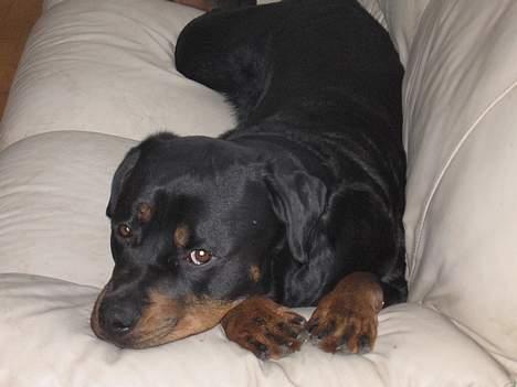 Rottweiler tyson billede 4