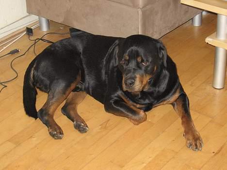 Rottweiler tyson billede 5