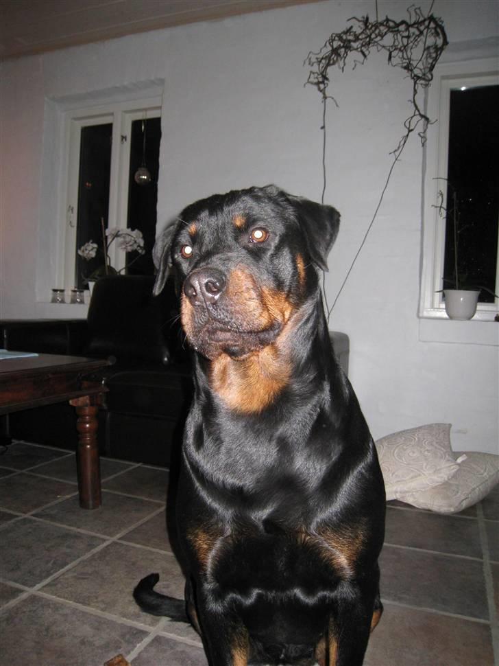 Rottweiler R.I.P Jessie pigen <3 - Hallo, sagde du noget.. NYT DEN 11. Marts 2008 billede 12