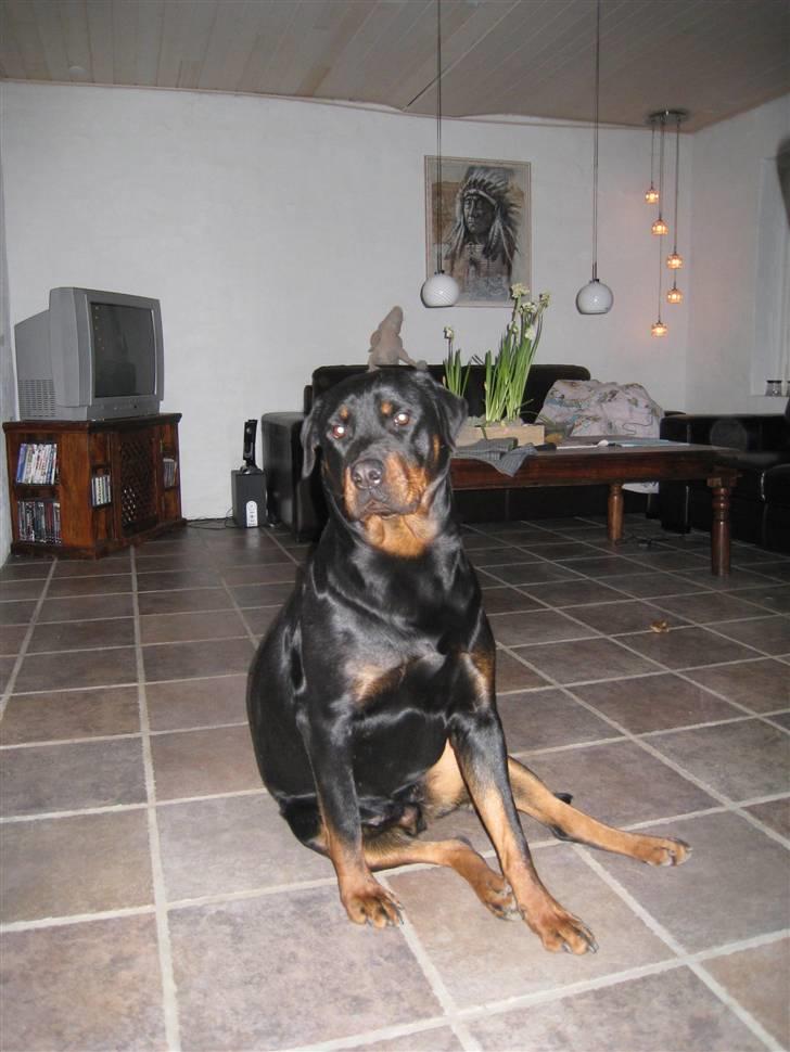 Rottweiler R.I.P Jessie pigen <3 - mig nej, jeg sidder ikke underligt?? :0) NYT DEN 11. Marts 2008 billede 13