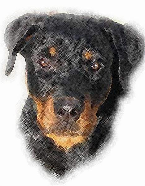 Rottweiler R.I.P Jessie pigen <3 - Super flot billede lavede af  Det Lille Blå Lyn & Den Sorte Banditræv´s moar  billede 14