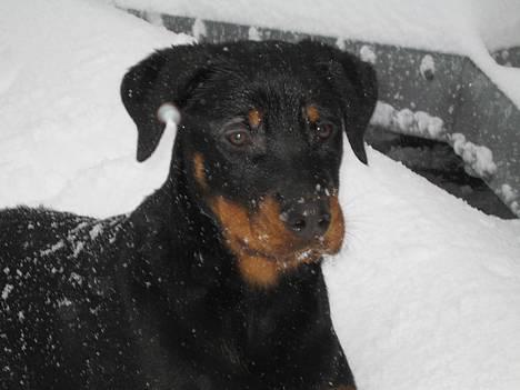 Rottweiler R.I.P Jessie pigen <3 - 1 gang i sneen, er jeg ikke smuk.... billede 15