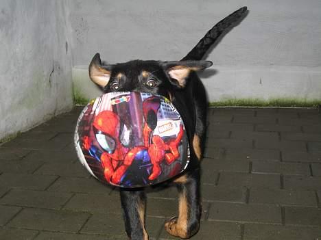 Rottweiler R.I.P Jessie pigen <3 - wee, fuld fart med bolden billede 16