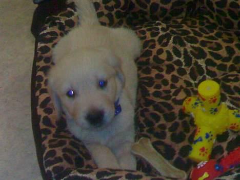 Golden retriever chico billede 15