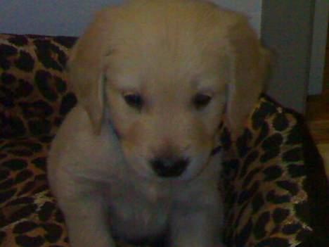 Golden retriever chico billede 16