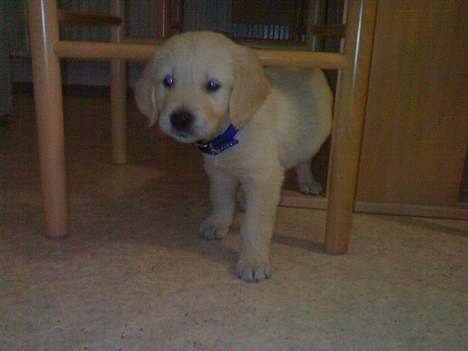 Golden retriever chico billede 17