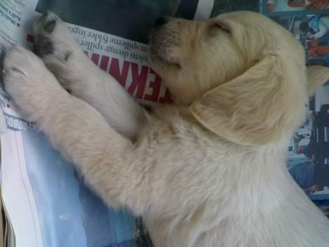 Golden retriever chico billede 18