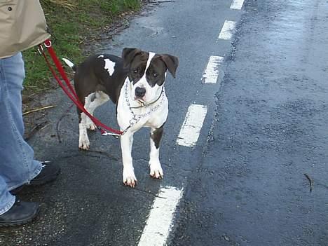 Amerikansk staffordshire terrier rizla (keep on dreaming) - første gåtur med min nye familie billede 1