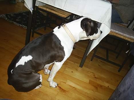 Amerikansk staffordshire terrier rizla (keep on dreaming) billede 2