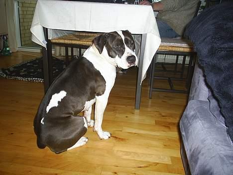 Amerikansk staffordshire terrier rizla (keep on dreaming) billede 3