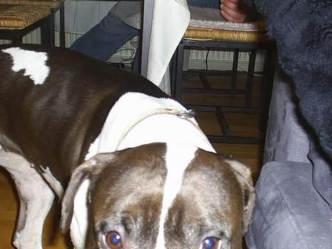 Amerikansk staffordshire terrier rizla (keep on dreaming) - nu gider jeg ik fotograferes mere billede 4