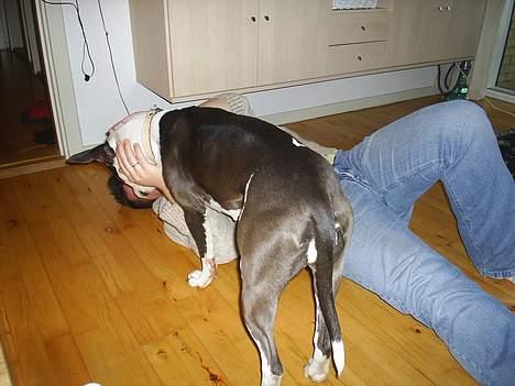 Amerikansk staffordshire terrier rizla (keep on dreaming) - tager lige en leg med far på gulvet billede 5