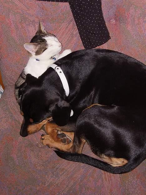 Blanding af racer fnis  - velkommen  til Fnis´s profil...ligger  lige og sover med min beste katte ven billede 1