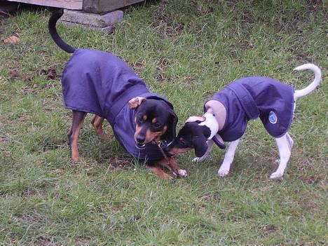 Blanding af racer fnis  - grrr min kæb du får den ikke billede 2