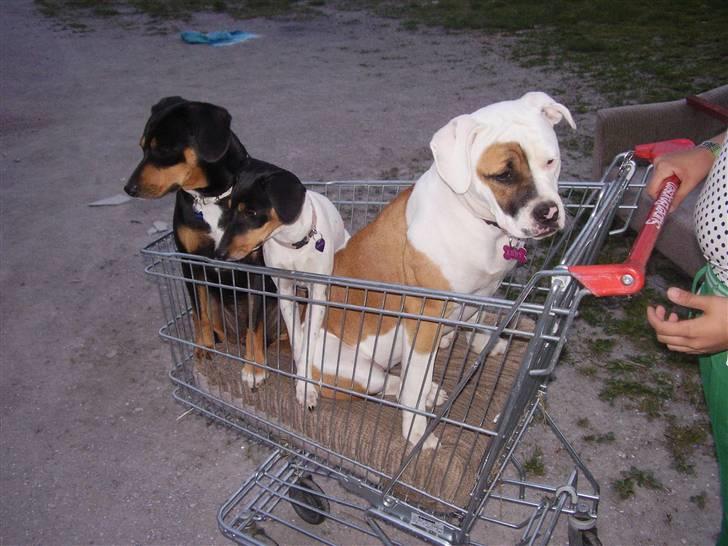 Blanding af racer fnis  - er på indkøbstur *GG* billede 3