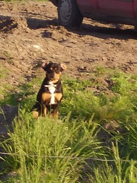 Blanding af racer fnis  - Av Av er lige stukket af fra det slemme stød hegn... så bliver bare her og venter på mor (er i hestfolden) billede 4