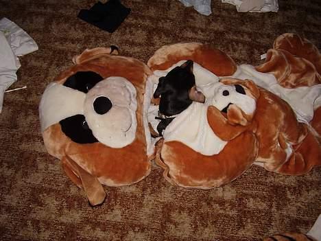 Blanding af racer fnis  - ligger ligge i min alder beste ven soveposen billede 5