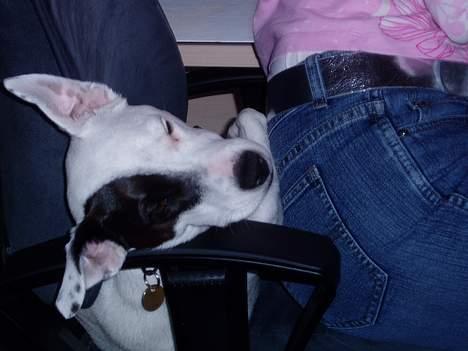 Jack russell terrier Styrmand - Snork billede 7