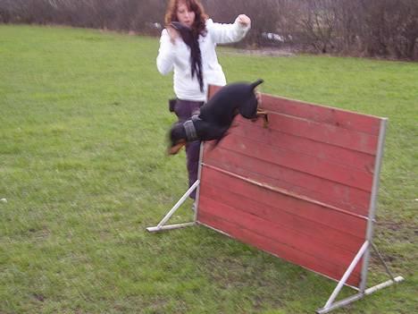 Blanding af racer fnis  - og så et størrer  billede 6