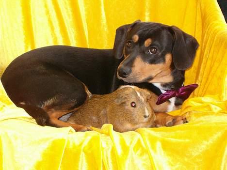 Blanding af racer fnis  - bare rolig  hun får ikk lov til at ta dig passer på dig billede 8