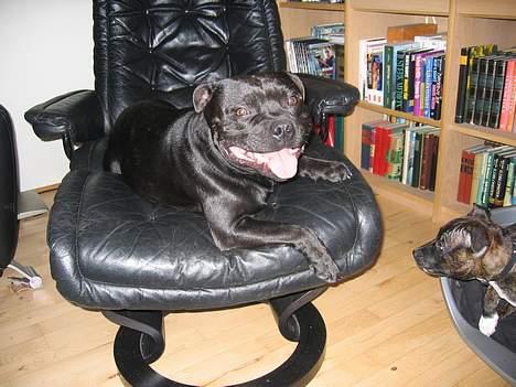 Staffordshire bull terrier Balder billede 17