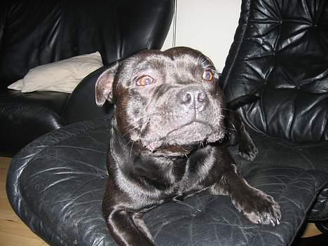 Staffordshire bull terrier Balder billede 18