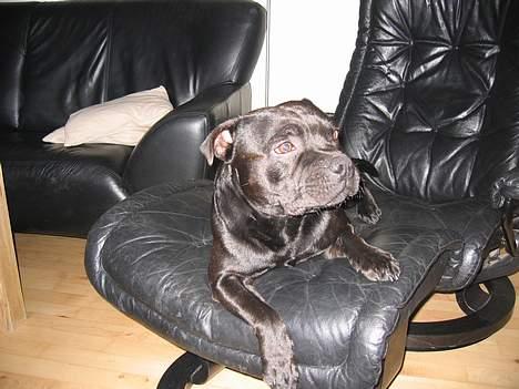 Staffordshire bull terrier Balder billede 19