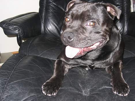 Staffordshire bull terrier Balder billede 20