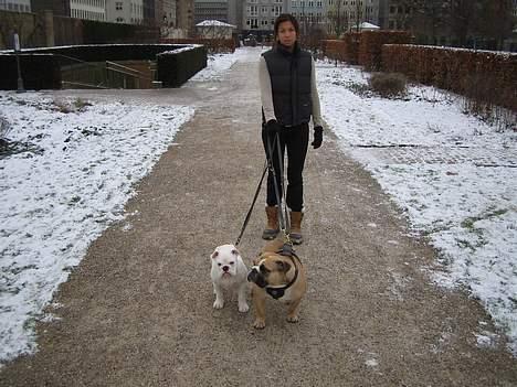 Engelsk bulldog Prop billede 11