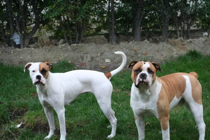 Olde english bulldogge Østergårds Boris - jan08* hundene i haven  billede 15