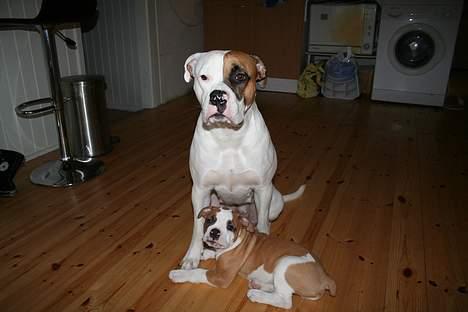 Olde english bulldogge Østergårds Boris - viger ikke fra søs side :o) billede 16