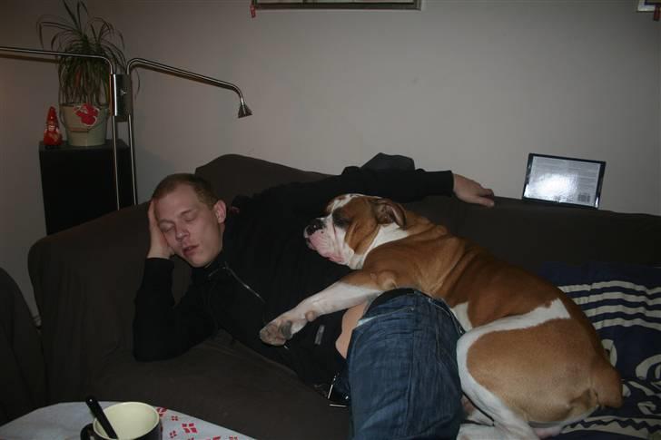 Olde english bulldogge Østergårds Boris - dec07* ahhh elsker at putte med farmand billede 17