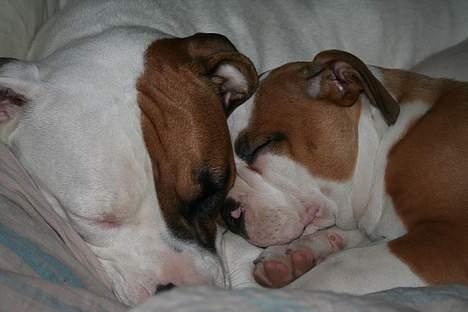 Olde english bulldogge Østergårds Boris - er der så meget at sige ? billede 18