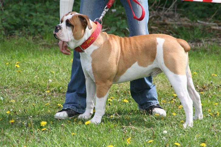 Olde english bulldogge Østergårds Boris - *maj07* Boris på udstilling, er han ikke fiiiin ?? billede 19