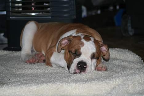 Olde english bulldogge Østergårds Boris - Der er tit tid til en lille lur foran varmen ... billede 20