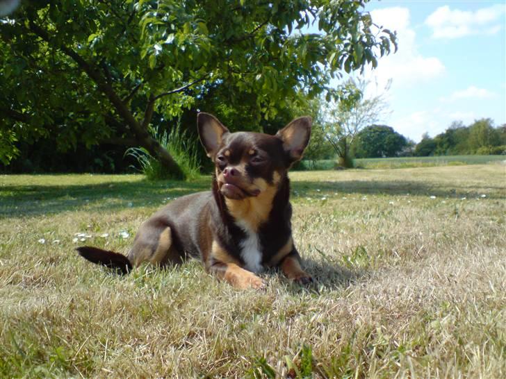 Chihuahua Chucky  - Sol´Kongen billede 2