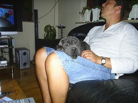 Shar pei Lupus - Uh, det er godt med en blød seng.zzzz billede 18