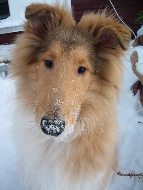 Collie langhåret Felix  - Felix 4½ mdr gammel billede 5