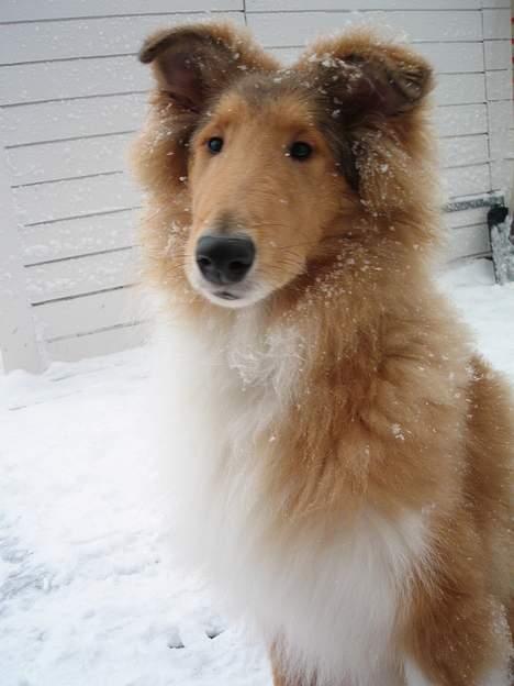 Collie langhåret Felix  - Felix elsker at lege ude i sneen billede 6